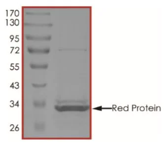 SDS-PAGE - Recombinant RED protein (Tagged-His Tag) (AB268919)