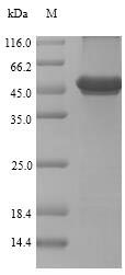 SDS-PAGE - Recombinant Renilla Luciferase protein (Tagged) (AB226271)