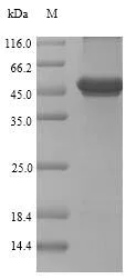 SDS-PAGE - Recombinant Renilla Luciferase protein (Tagged) (AB226271)