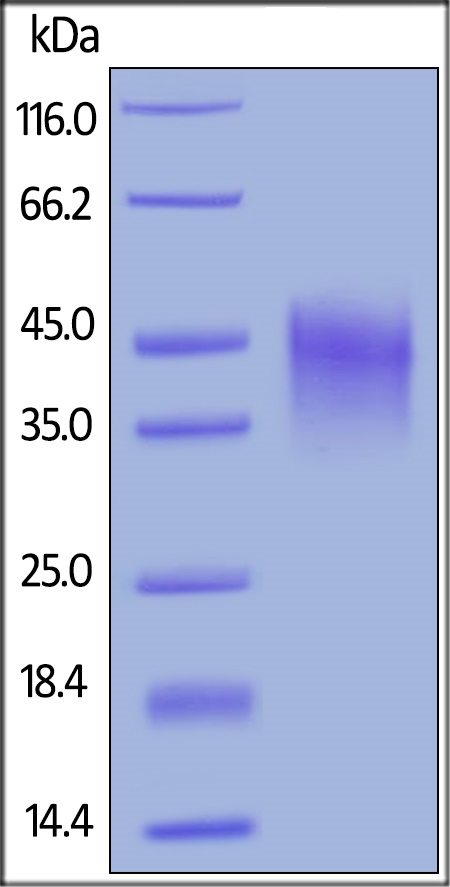 SDS-PAGE - Recombinant rhesus monkey CD134 / OX40L receptor protein (Active) (AB221322), expandable thumbnail