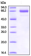 SDS-PAGE - Recombinant rhesus monkey CD134 / OX40L receptor protein (Fc Chimera Active) (AB221407), expandable thumbnail