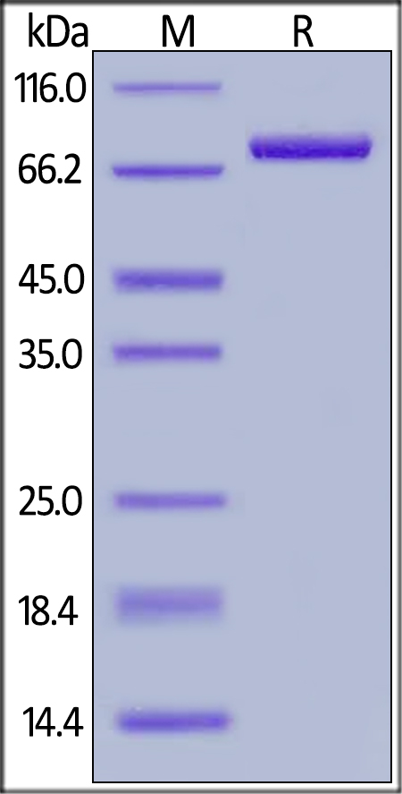Recombinant rhesus monkey CD4 protein (Fc Chimera Active)