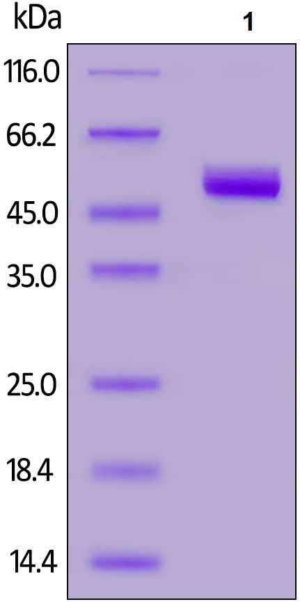 Recombinant rhesus monkey CD4 protein (His tag)