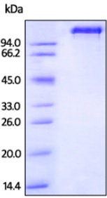 SDS-PAGE - Recombinant rhesus monkey EGFR protein (Fc Chimera Active) (AB208455), expandable thumbnail