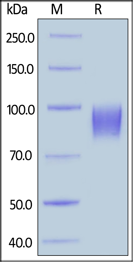 SDS-PAGE - Recombinant Rhesus monkey EGFR protein (His tag) (AB219677), expandable thumbnail