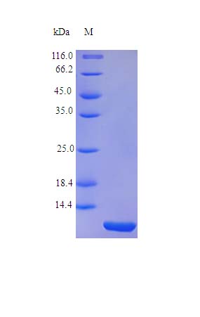 SDS-PAGE - Recombinant rhesus monkey GM-CSF protein (Active) (AB243115), expandable thumbnail