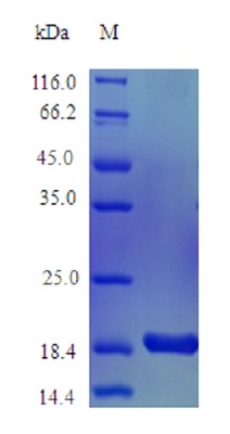 Recombinant rhesus monkey IL-1 alpha protein (Active)