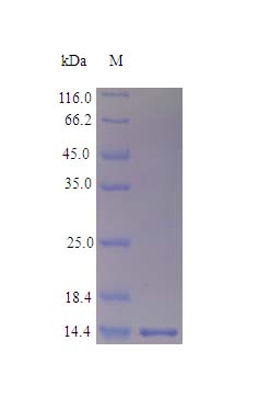 Recombinant rhesus monkey Interferon gamma protein (Active)