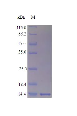 SDS-PAGE - Recombinant rhesus monkey Interferon gamma protein (Active) (AB243112)