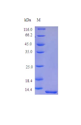 Recombinant rhesus monkey TNF alpha protein (Active)