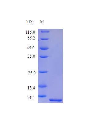 SDS-PAGE - Recombinant rhesus monkey TNF alpha protein (Active) (AB243118)