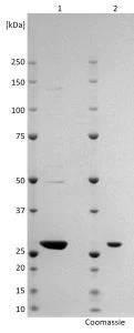 SDS-PAGE - Recombinant Rift valley Fever Virus Nucleoprotein (His tag) (AB256448)