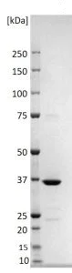 SDS-PAGE - Recombinant Rubella Virus capsid nucleoprotein protein (His tag) (AB256430)