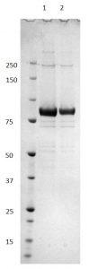 SDS-PAGE - Recombinant Rubella Virus spike glycoprotein E1 protein (Fc Chimera) (AB256429), expandable thumbnail