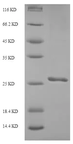 SDS-PAGE - Recombinant S. cerevisiae Smt3 protein (His tag) (AB225640)