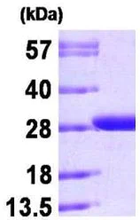 SDS-PAGE - Recombinant S. japonicum GST protein (AB168026)