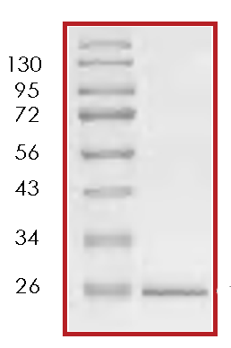 SDS-PAGE - Recombinant S. japonicum GST protein (AB70456)