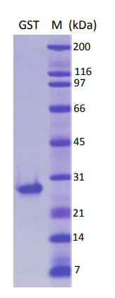 Recombinant S. japonicum GST protein