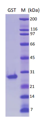 SDS-PAGE - Recombinant S. japonicum GST protein (AB81793)