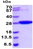 SDS-PAGE - Recombinant S. japonicum GST protein (Active) (AB89494)