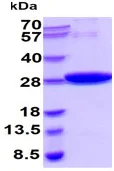 SDS-PAGE - Recombinant S. japonicum GST protein (Active) (His tag N-Terminus) (AB89494)