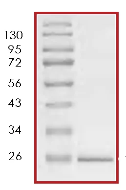 SDS-PAGE - Recombinant S. japonicum GST protein (Tag Free) (AB70456)