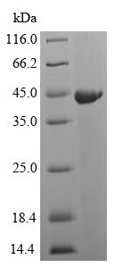SDS-PAGE - Recombinant S. pyogenes Streptococcal Pyrogenic Exotoxin B protein (Tagged) (AB224856)