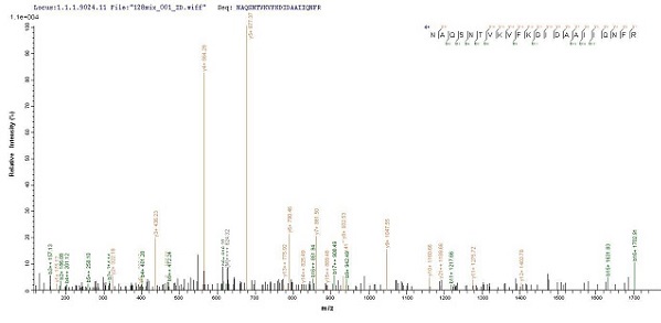 Mass Spectrometry - Recombinant Salmonella typhimurium PrgI protein (His tag) (AB237560)