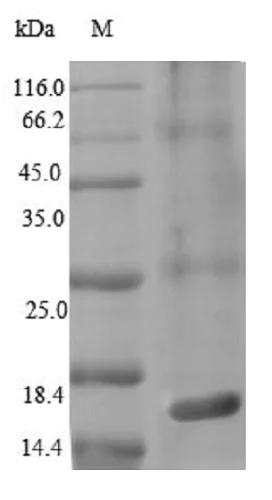 SDS-PAGE - Recombinant Salmonella typhimurium Protein PrgJ (Tagged) (AB235725)