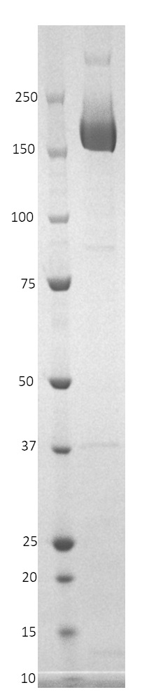 SDS-PAGE - Recombinant SARS-CoV-2 (501.V2) stabilized spike glycoprotein (Tagged) (AB281973), expandable thumbnail