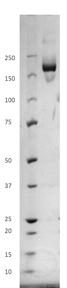 SDS-PAGE - Recombinant SARS-CoV-2 (B.1.1.7) stabilized spike glycoprotein (Tagged) (AB281972)