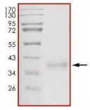 SDS-PAGE - Recombinant SARS-CoV-2 (B.1.617.2) Spike Glycoprotein RBD (mutated L452R + T478K) (His tag) (AB289719)