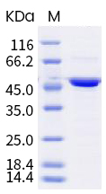 SDS-PAGE - Recombinant SARS-CoV-2 nucleocapsid protein (mutated A119S + R203K + G204R + M234I) (His tag) (AB289633)