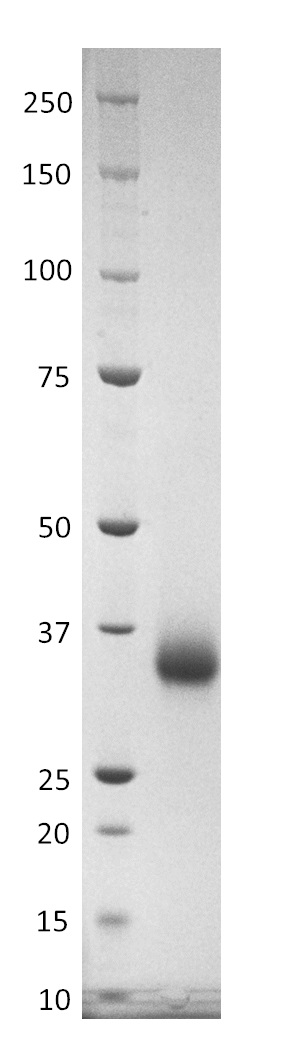 SDS-PAGE - Recombinant SARS-CoV-2 Spike (S1) RBD (mutated K417T + E484K + N501Y) protein (B.1.1.28) (Tagged) (AB283532)