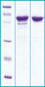 SDS-PAGE - Recombinant SARS Nucleocapsid Protein (Coronavirus) (AB63311), expandable thumbnail