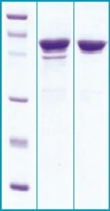 SDS-PAGE - Recombinant SARS Nucleocapsid Protein (Coronavirus) (AB63311)
