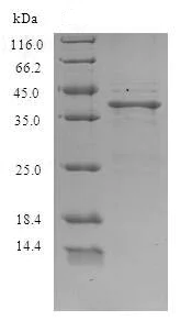 SDS-PAGE - Recombinant Saxiphilin protein (His tag) (AB241389)