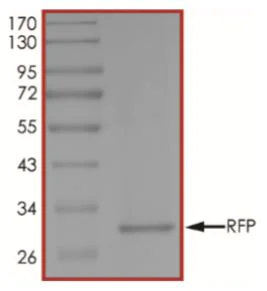 SDS-PAGE - Recombinant Sea anenome RFP protein (His tag) (AB268931)