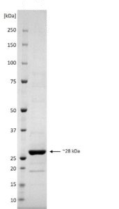 SDS-PAGE - Recombinant Severe Fever with Thrombocytopenia Syndrome Virus Nucleoprotein (His tag) (AB256431)