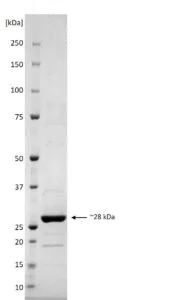SDS-PAGE - Recombinant Severe Fever with Thrombocytopenia Syndrome Virus Nucleoprotein (His tag) (AB256431)