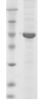SDS-PAGE - Recombinant Simian Virus 40 Major Capsid VP1 protein (AB74565), expandable thumbnail