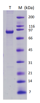 SDS-PAGE - Recombinant Simian Virus 40 SV40 Large T Antigen protein (AB82118), expandable thumbnail