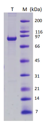 SDS-PAGE - Recombinant Simian Virus 40 SV40 Large T Antigen protein (AB82118)