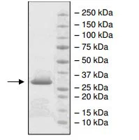 SDS-PAGE - Recombinant Sortase A protein (His tag N-Terminus) (AB198443)