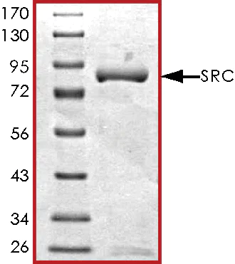 SDS-PAGE - Recombinant Src protein (AB60884)