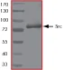 SDS-PAGE - Recombinant Src protein (GST tag N-Terminus) (AB60884)