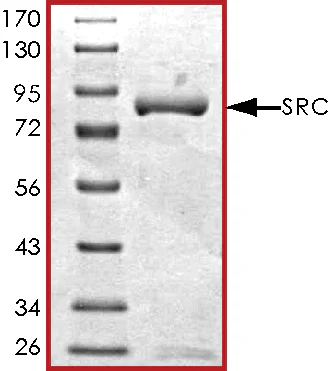 SDS-PAGE - Recombinant Src protein (GST tag N-Terminus) (AB60884)