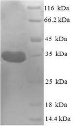 SDS-PAGE - Recombinant Staphylococcus aureus PDF protein (Tagged) (AB235870)