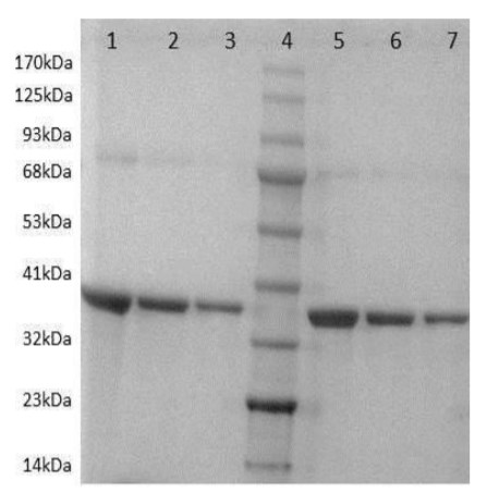 SDS-PAGE - Recombinant Staphylococcus aureus Protein A (AB52953), expandable thumbnail