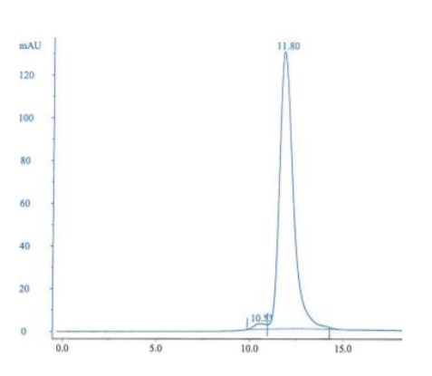 Size Exclusion Chromatography - Recombinant Staphylococcus aureus Protein A (AB52953), expandable thumbnail